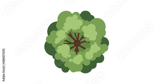 Overhead tree illustration showcasing a stylized canopy with a visible branch structure,set on a plain white background, offering a clean view for