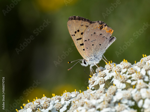 P7290061 purplish copper butterfly, Lycaena helloides, on yarrow flower, cECP 2025