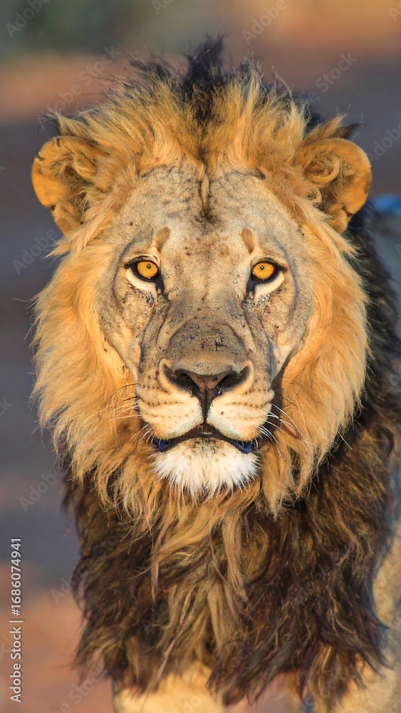 Fototapeta premium Close-up portrait of a lion