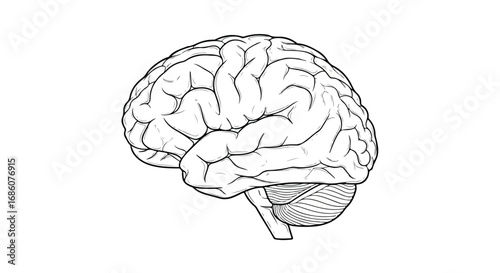 Intricate human brain illustration showcases complex cognitive structures and neurological processes outlined with precision in monochromatic design