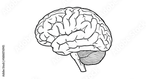 Intricate brain illustration emphasizing complexity of neurological structure for research and educational use highlighting mental acuity