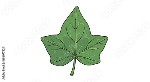Detailed Vector Illustration of a Fresh Green Ivy Leaf on a Pure White Background, Perfect for Botanical Designs or Educational Resources