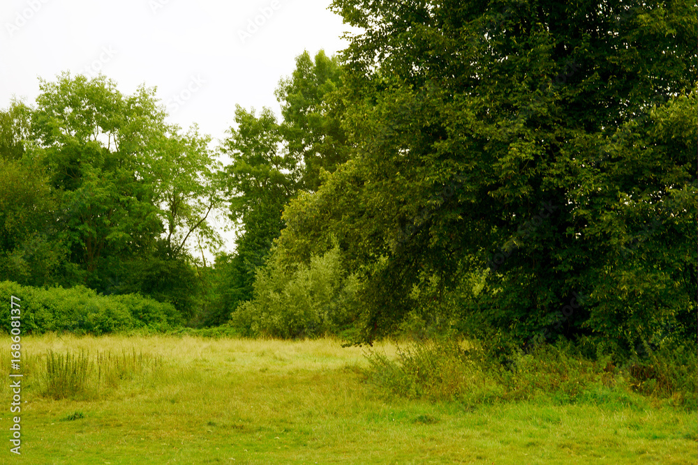 Obraz premium Serene meadow and woodland edge under cloudy sky