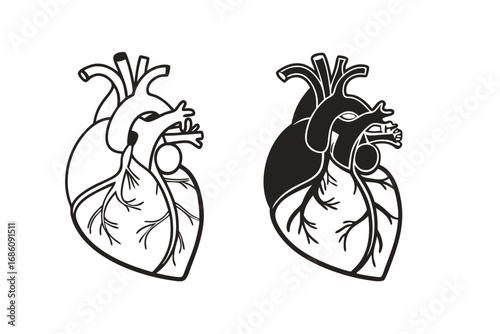 Human Heart Anatomy Vector organ blood