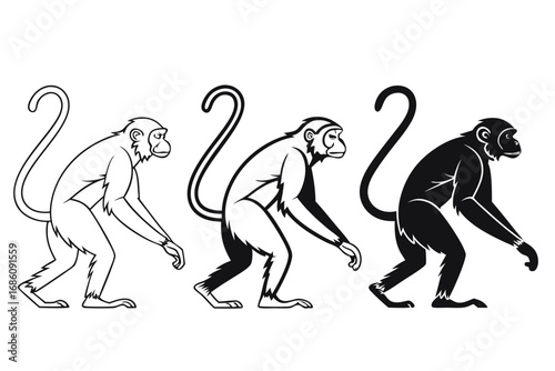 Monkey evolution progression silhouettes primate
