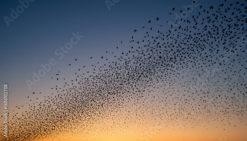 Starlings Murmuration: A mesmerizing spectacle of starlings in flight, creating an extraordinary and captivating aerial ballet against the backdrop of a gradient sunset sky. 