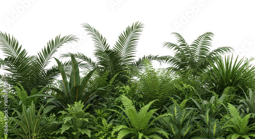 Dense green tropical jungle foliage isolated on transparent background