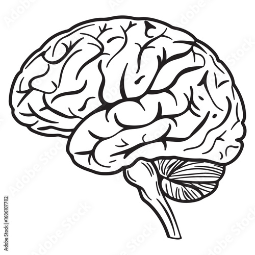 human brain vector illustration