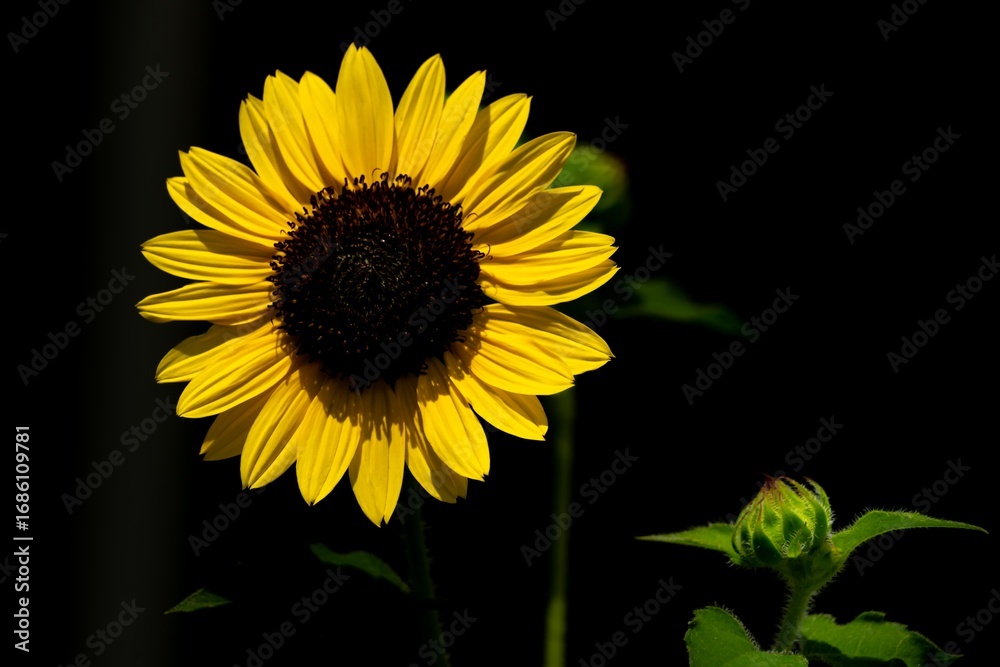 Fototapeta premium ひまわりの花