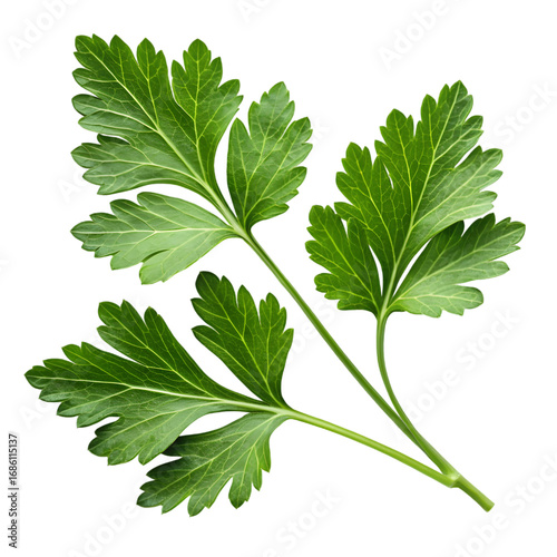 Fresh Parsley Sprig: Culinary Herb Close-up on White Background on transparent background