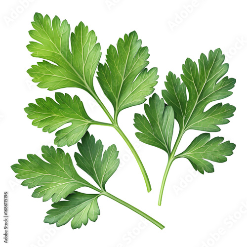 Fresh Parsley Sprigs on transparent background