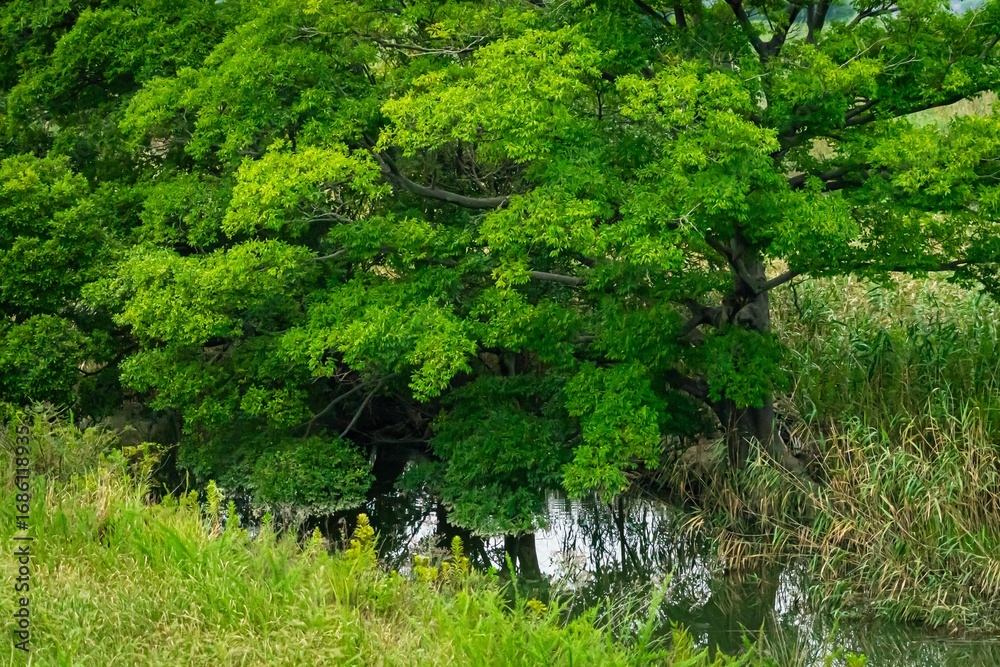 Obraz premium 中洲に生い茂る木達