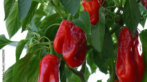 Close-up view of red bell peppers growing on a plant with lush green leaves