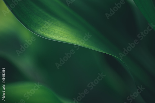 Dark green leaf texture, Natural green leaves using as nature background wallpaper or tropical leaf cover page