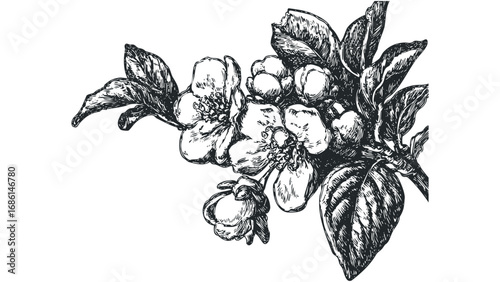 Detailed vintage sketch of a blooming apple tree branch with leaves and buds. Vector hand drawn illustration