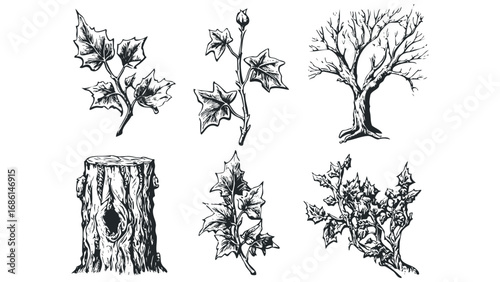 Collection of hand-drawn botanical elements including ivy branches and a tree stump. Vector hand drawn illustration