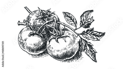 Hand Drawn Ripe Tomatoes on Vine with Leaves. Vector hand drawn illustration