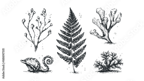 Black and white line drawings of five distinct botanical elements, including a fern frond and sea-like organisms. Vector hand drawn illustration