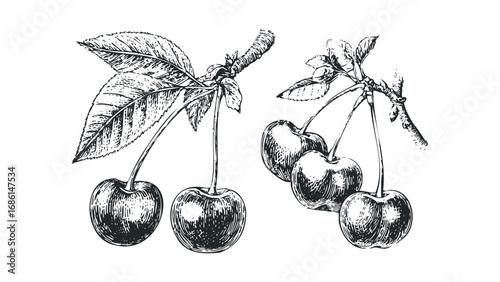 Black and white sketch of cherries on stems with leaves. Vector hand drawn illustration