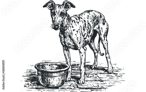 Drawn Whippet Standing Beside Food Bowl on Wooden Surface. Vector hand drawn illustration