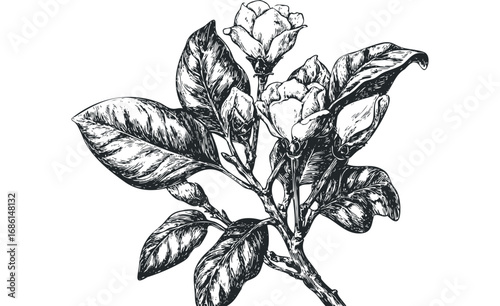 Detailed Vintage Ink Sketch of Magnolia Branch with Blossoms and Leaves. Vector hand drawn illustration