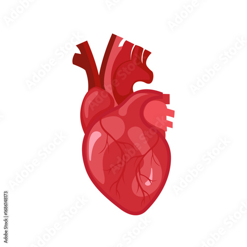 illustration of real human heart