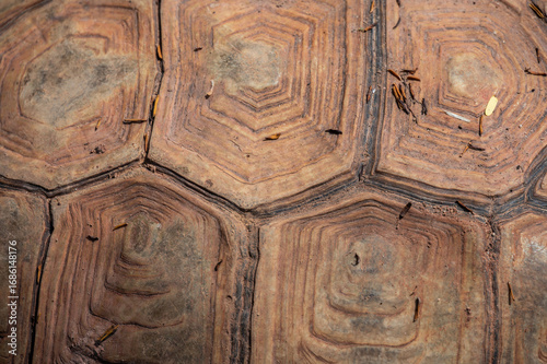 Foto Full frame shot of Sulcata tortoise shell texture and background