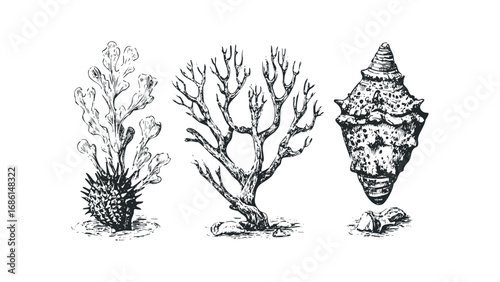Hand Drawn Ocean Plant and Seashell Collection. Vector hand drawn illustration