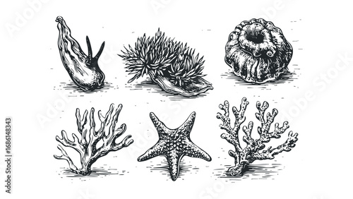 Vintage marine life collection with starfish, anemone, snail, and coral branches. Vector hand drawn illustration