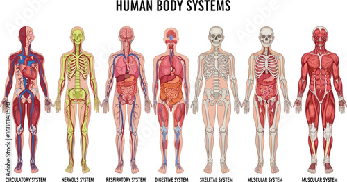 Human body systems illustration showing circulatory, nervous, respiratory, digestive, skeletal, and muscular anatomy, medical diagram, biology education, vector design.