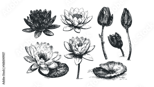 Black and white sketch collection of diverse water lilies with leaves. Vector hand drawn illustration