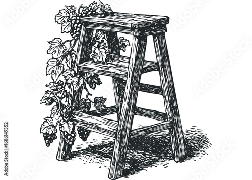 Wooden Stepladder with Grapes and Leaves Vintage Line Art. Vector hand drawn illustration