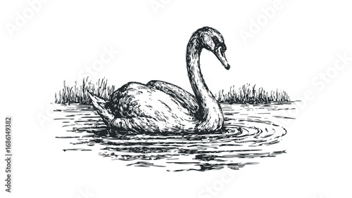 Sketch of a graceful swan floating on water surrounded by reeds. Vector hand drawn illustration