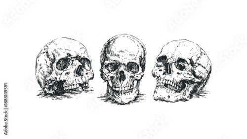 Three detailed human skulls sketched on a white background. Vector hand drawn illustration