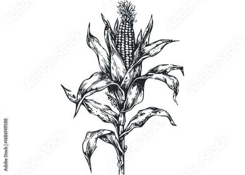 Detailed pen and ink drawing of a corn stalk with detailed kernels and leaves on a white background. Vector hand drawn illustration