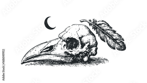 Detailed sketch of a bird skull with a feather and crescent moon. Vector hand drawn illustration