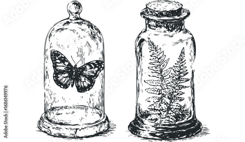 Vintage scientific illustration of a butterfly in a bell jar and fern in a bottle. Vector hand drawn illustration