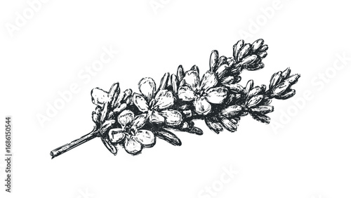 Hand drawn sketch of a lavender sprig on a transparent background. Vector hand drawn illustration