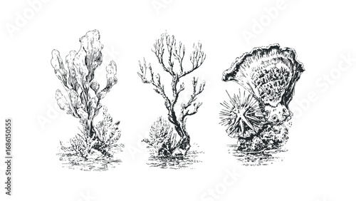 Sketch of three types of marine vegetation and sea life. Vector hand drawn illustration