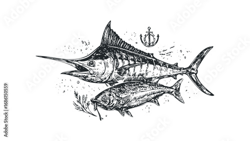Marlin and Tuna Fish with Anchor Nautical Sketch. Vector hand drawn illustration