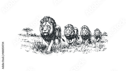 Sketch of a pride of lions walking across grassy savanna. Vector hand drawn illustration