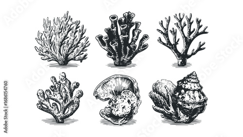 Vintage Style Illustrations of Assorted Marine Life and Coral Forms on Transparent. Vector hand drawn illustration
