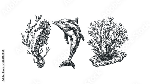 Vintage marine life trio seahorse dolphin and coral on transparent background. Vector hand drawn illustration