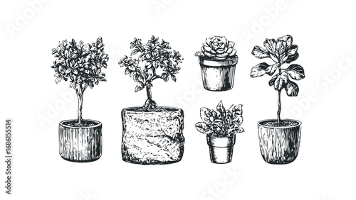 Collection of Hand Drawn Potted Plants Isolated on White. Vector hand drawn illustration