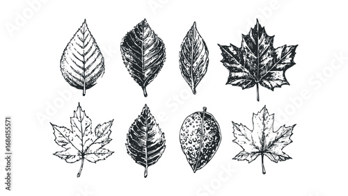 Collection of Black and White Hand Drawn Leaf Graphics. Vector hand drawn illustration