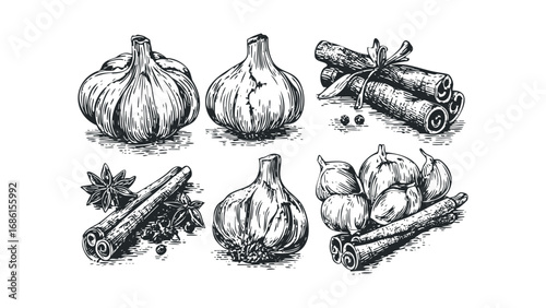 Engraving Style Collection of Garlic Bulbs and Cinnamon Sticks with Star Anise. Vector hand drawn illustration