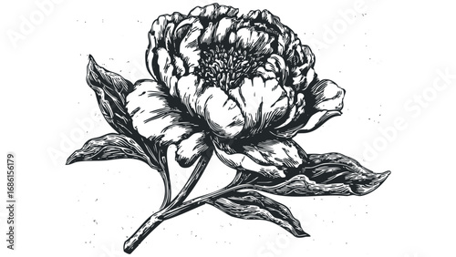 Woodcut Peony Flower with Leaves on Transparent Background. Vector hand drawn illustration