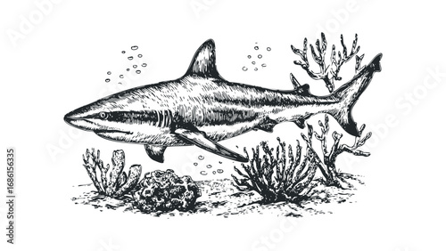 Textured sketch of a shark swimming near coral and bubbles on a white background. Vector hand drawn illustration