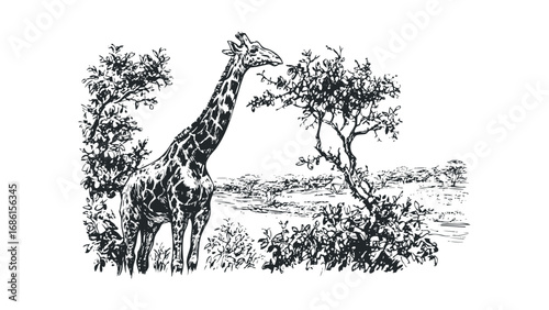 Hand drawn sketch of a giraffe standing near trees in a savanna landscape. Vector hand drawn illustration
