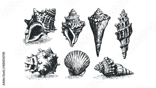 Vintage Nautical Seashell Collection Sketch. Vector hand drawn illustration